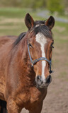 Fototapeta Konie - A telephoto of a beautiful horse. Close-up of the muzzle of a brown horse with a white spot in the Park in the background. Portrait of an anxious brown horse wearing lead looking at the camera.