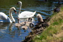 White Swans With Chicks On The Lake. Baby Swan, Young Swan, Cygnet With His Mother