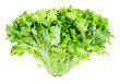 head of fresh endive lettuce cutout on white