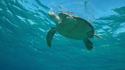 Sea turtle breathes and rests on the surface of water. Green sea turtle (Chelonia mydas). Underwater shot. Red Sea, Egypt