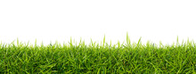 Green Grass Lawn Isolated On A White Background. Perfectly Smooth Lawn Close-up