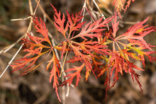 Laceleaf Japanese Maple (Acer Palmatum Var. Dissectum, 'Orangeola’)