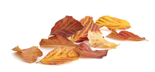 Wall Mural - Feuilles mortes de cotinus en automne