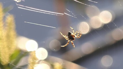 spider weaves a web close-up