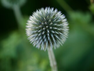 Sticker - Globe Thistle