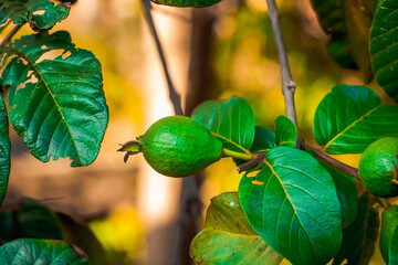 Small green guava on the growing stage.