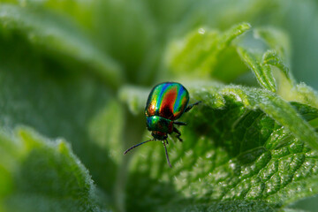 bug on a leaf