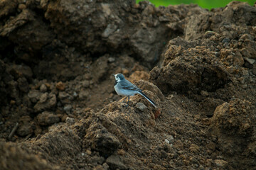 Wall Mural - blue jay on a rock