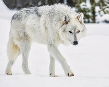 Wolf Walking In The Snow