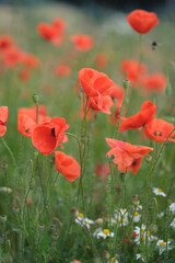 Wall Mural - Blooming red poppies in the field, macro.