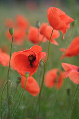 Wall Mural - Blooming red poppies in the field, macro.