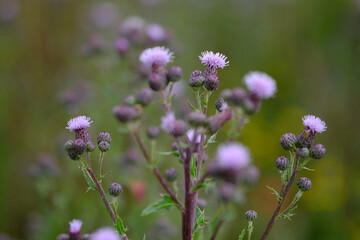 Wall Mural - Creeping thistle flowers closeup with green blurred background