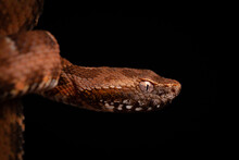 Close Up Of Spoted Lance Head Viper On Black Backgroun
