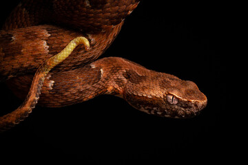 Poster - close up of spoted lance head viper on black backgroun