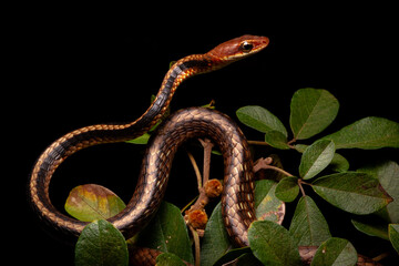 Sticker - brown and black vine snake on the tree green leafs