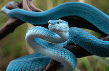 Bleue Viper Snake