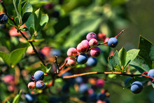A Close Up Of Blueberries Ripening On The Bush.