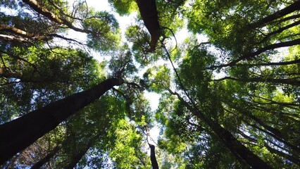 Wall Mural - Spinning and torsion top view of scenic trees in a forest