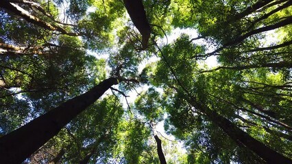 Wall Mural - Spinning and torsion top view of scenic trees in a forest