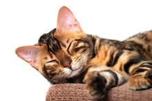Sleeping Cute Bengal Kitten Portrait
