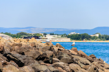 Poster - Seagulls on a shore of the Black sea