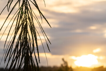 Canvas Print - Drooping stiff long leaves Immature of lancewood tree in New Zealand rainforest against sunset sky