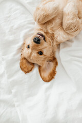 Cute playful doggy or pet Cocker Spaniel puppy dog on white bed. Funny moments of a dog