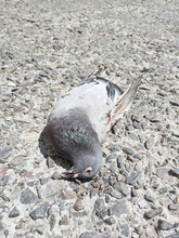 The Wounded Pigeon Is Lying On The Sidewalk. Survival Of Birds In The City.