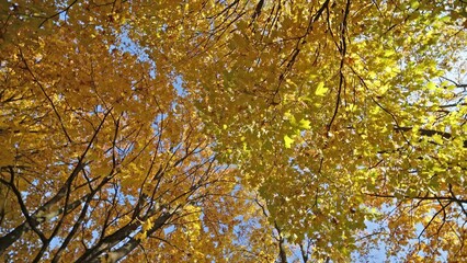 Wall Mural - bright yellow and orange foliage rotation. fine autumn video background