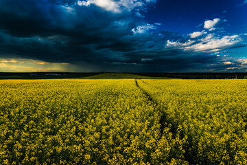 An approaching thunderstorm in a flowering rapeseed field.