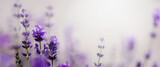 Fototapeta Kwiaty - Gałąź lawendowych aromatycznych letnich kwiatów. Lavender. Kwiaty lawendy. Lawendowy prowansalski klimat lata.
