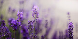 Fototapeta Lawenda - Gałąź lawendowych aromatycznych letnich kwiatów. Lavender. Kwiaty lawendy. Lawendowy prowansalski klimat lata.
