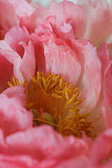 Wall Mural - Macro shot of beautiful pink peony blossoms. Festive background with petal patterns of fully open flower buds. Copy space, close up, top view, backdrop, cropped image.