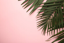 Green Tropical Palm Leaves On Pink Background. Minimal Summer Concept. Creative Flat Lay.