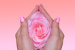 Beautiful deicate pink rose flower in female hands, close up. Rose as vagina and virginity symbol. Female health concept.