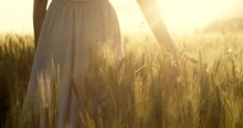 Young woman walk in golden field of wheat at sunset, touching green ears of wheat with his hands