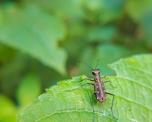 bug on a leaf