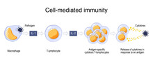 Immune Response. Cell-mediated Immunity.