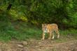 wild bengal female tiger head on walk in natural scenic green background outdoor jungle safari at ranthambore national park forest tiger reserve sawai madhopur rajasthan india - panthera tigris tigris