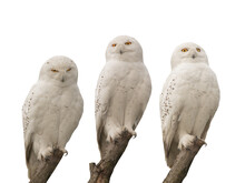 Three White Snowy Owls Sit On Tree Branches Isolated On White
