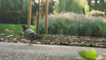 Pigeon Slowly Walking Down The Pavement In Park, Surrounded By Greenery With A Leaf In The Foreground In Vienna, Stadtpark.