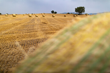 Wall Mural - Balas redondas de heno (paja) en un campo recién cosechado (junio primavera verano). Agrícola, agricultura.