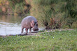 wild hippo coming out of a lake in Kenya