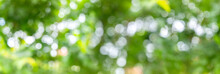 Panoramic Green Bokeh On Nature Defocus Art Abstract Blur Background.Bluurry,circle,Defocused Abstract Background.