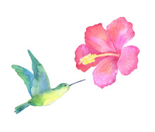 hummingbird-with-hibiscus-flowers-free-stock-photo-public-domain-pictures