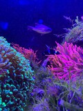 Fototapeta Do akwarium - coral reef with fish