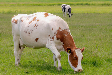 Selective focus of orange and white Dutch cow walking on green meadow, Holland typical polder landscape in summer, Open farm with dairy cattle on the grass field in countryside, Netherlands.