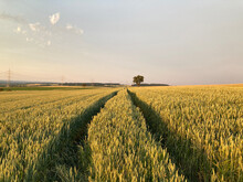 Cereal Field With Traces Of The Wheel. Field Of Wheat, Rye Or Barley