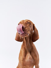 Funny Dog Shows Tongue. Hungarian Vizsla On A White Background