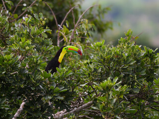 Keel-billed Toucan perched on tree branch in Panama